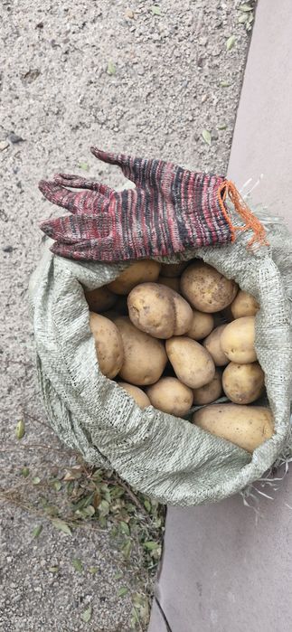 Продаётся картофель