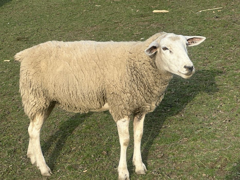 Vand oie texel originala