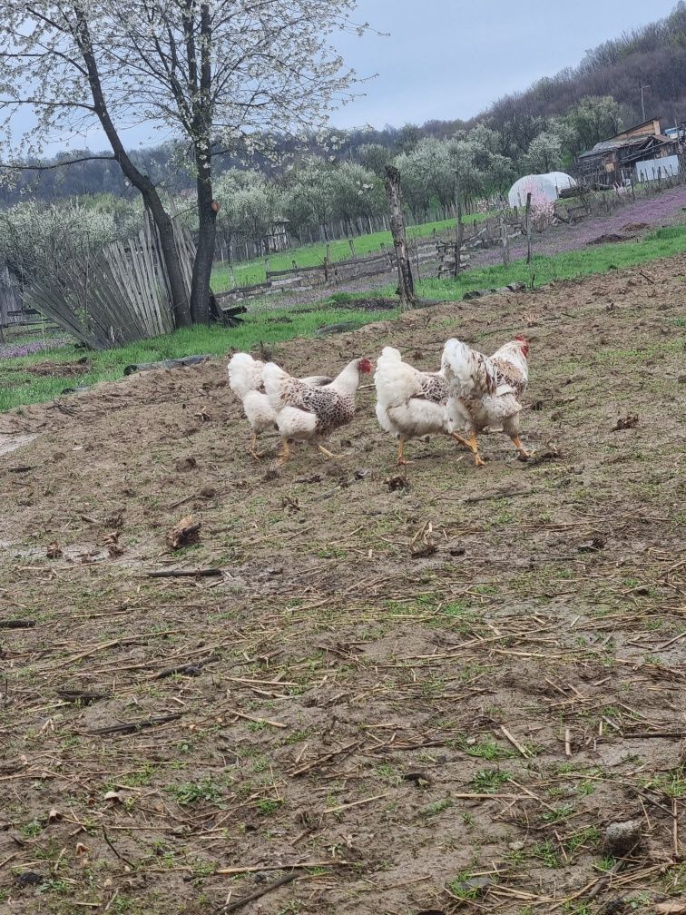 Ouă wyandotte atent selecționate