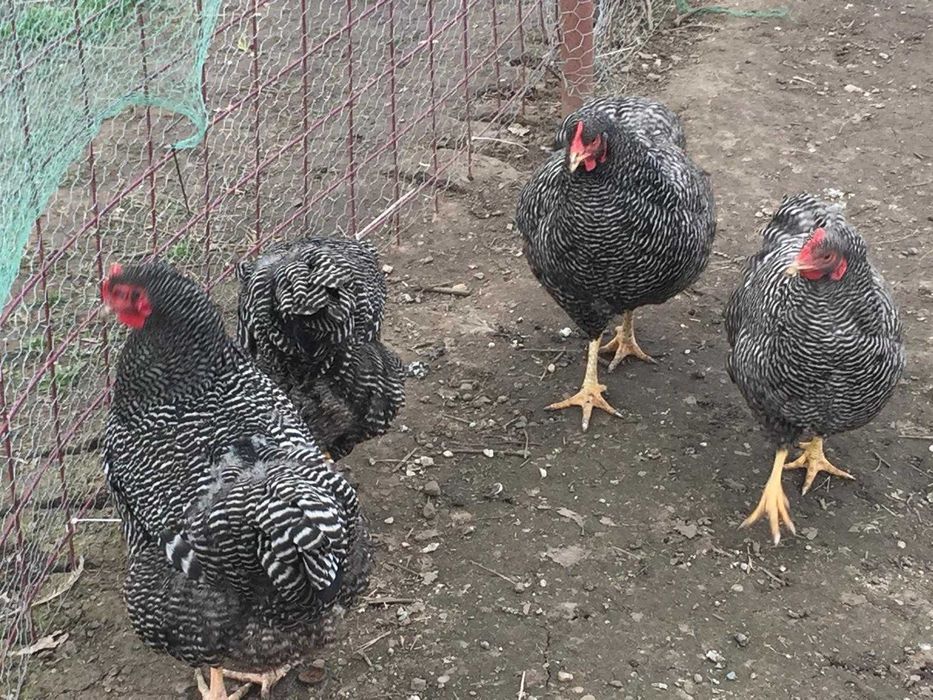 Vand gaini  Plymouth, Wyandotte auriu,Marans  La Bresse,