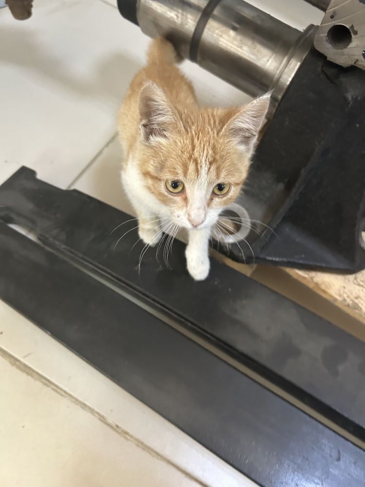 Очень ласковый добрый котенок