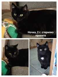 Кошки и коты стерилизованные
