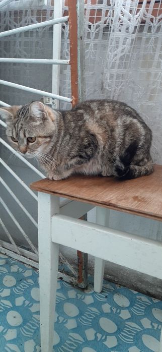 Элитные котята отдам