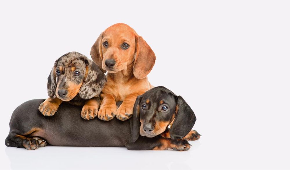 Продается щенки таксы чистокровный