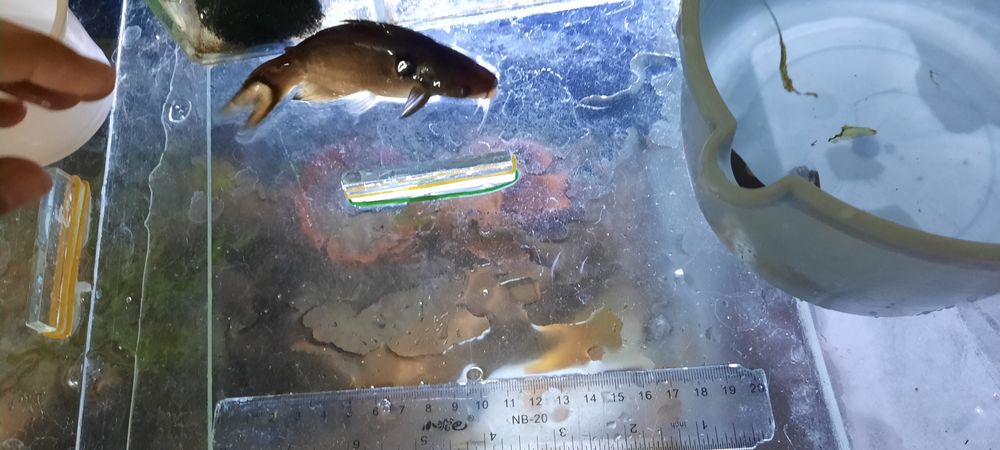 Продаю сома со своего аквариума