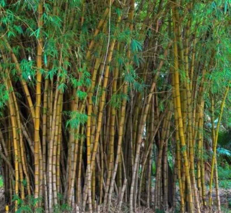 Бамбук, Bambusa aspera