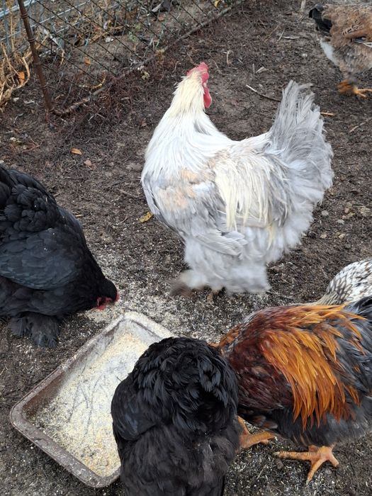 Vind gaini și cocoși brahma