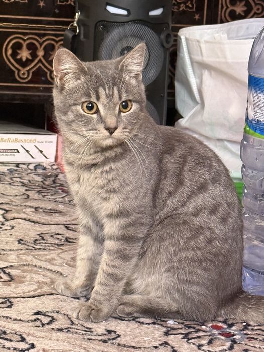 Mushuk sotiladi 6-7 oylik