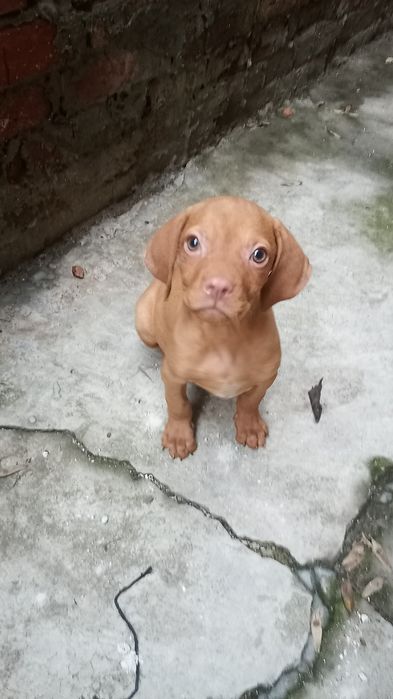 Vijla maghiara, magyar vizsla