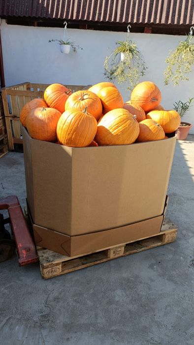 Dovleci de haloween si decorativi