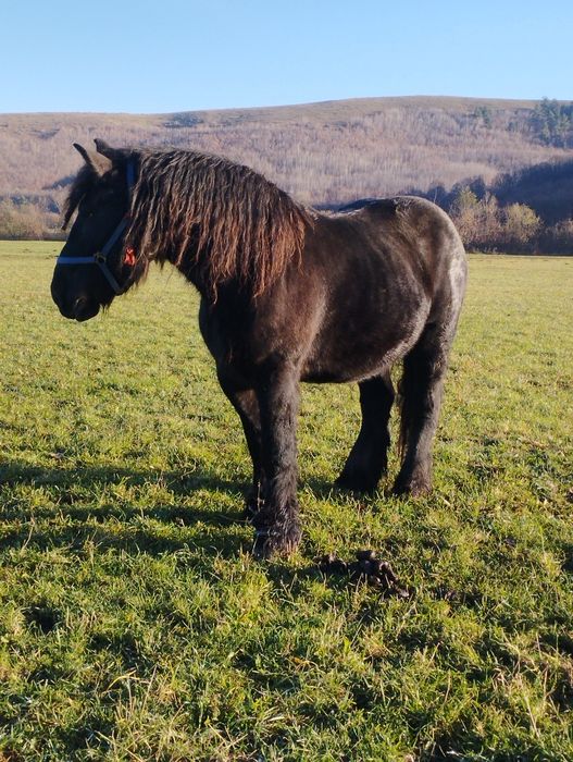Iapă de vânzare ...