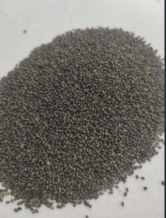 Продам Семена люцерны