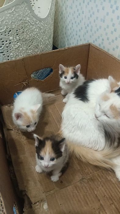 Отдам котят в добрые руки