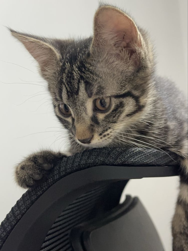 Домашние котята