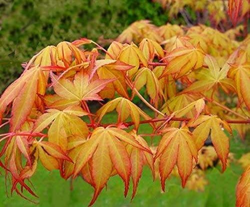 Японски клен(Катсура)\Acer palmatum Katsura