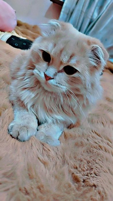 Mushuk sotiladi Scottish Fold Longhair