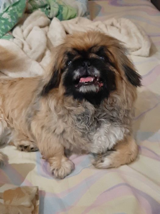 Пропала собака Пекинес ВОЗНАГРАЖДЕНИЕ 100 000 тнг