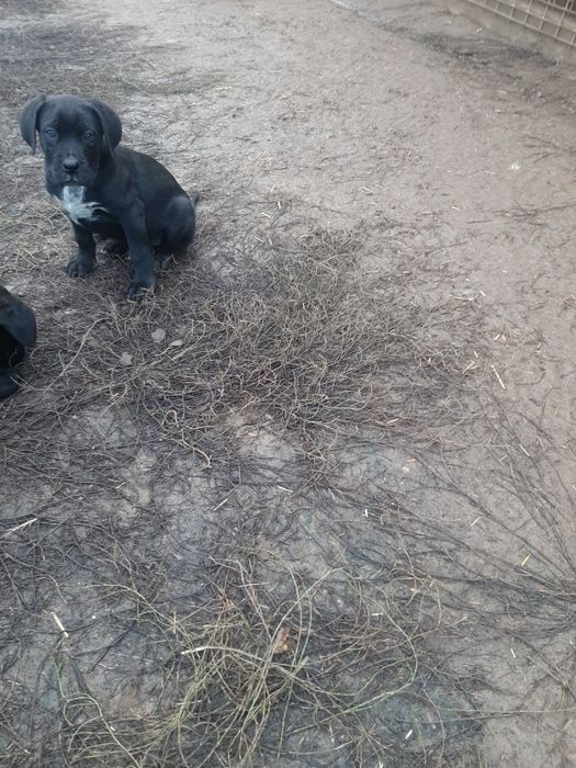 Cane corso negru
