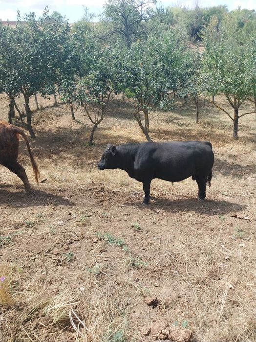 Продавам мъжки телета, Абардин - ангус около 500 - 600 кг.