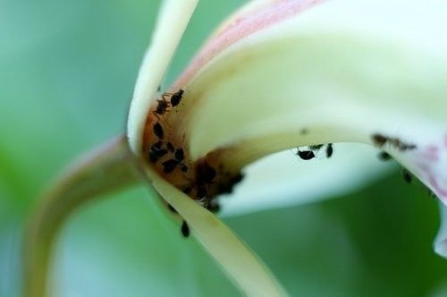 Макро екстендъри за Nikon с автофокус и контрол на блендата