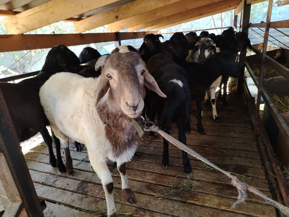 Қошқарлар сатылады