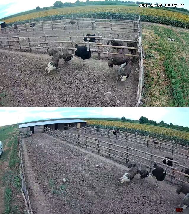 Pui de struț de vânzare