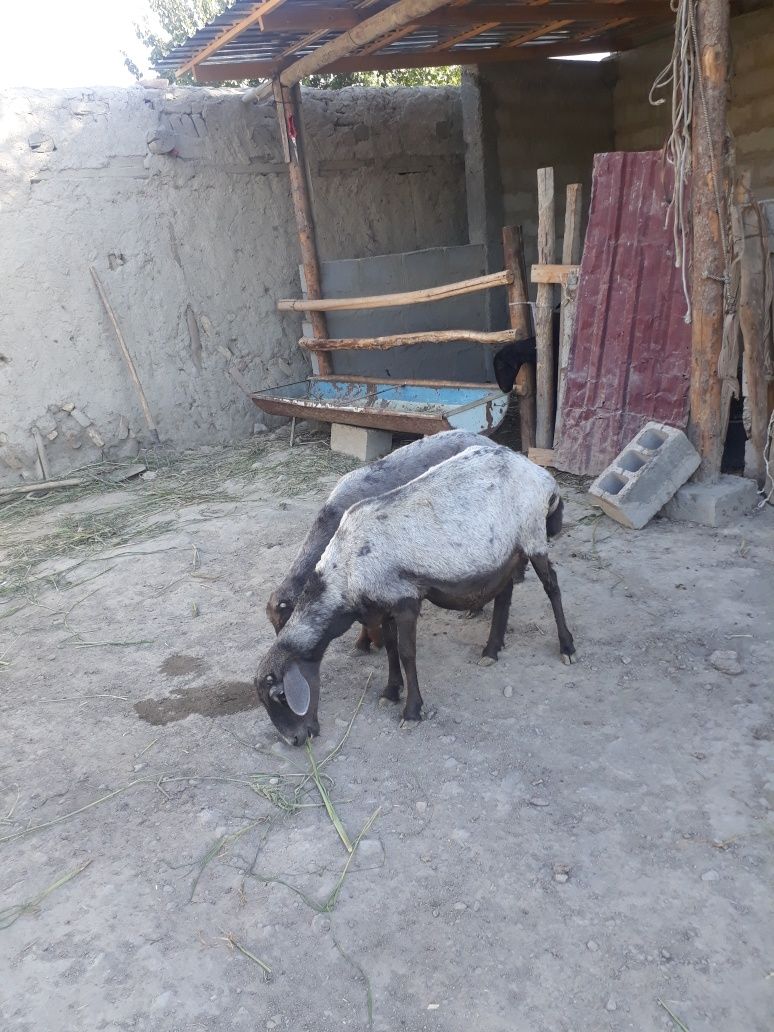 Ona bola qoy sotiladi