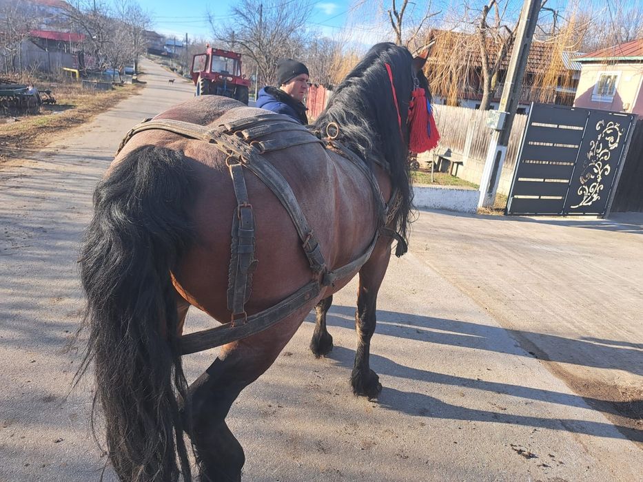 Vând armăsar foarte cuminte