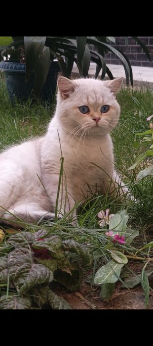 Mushuk sotiladi british