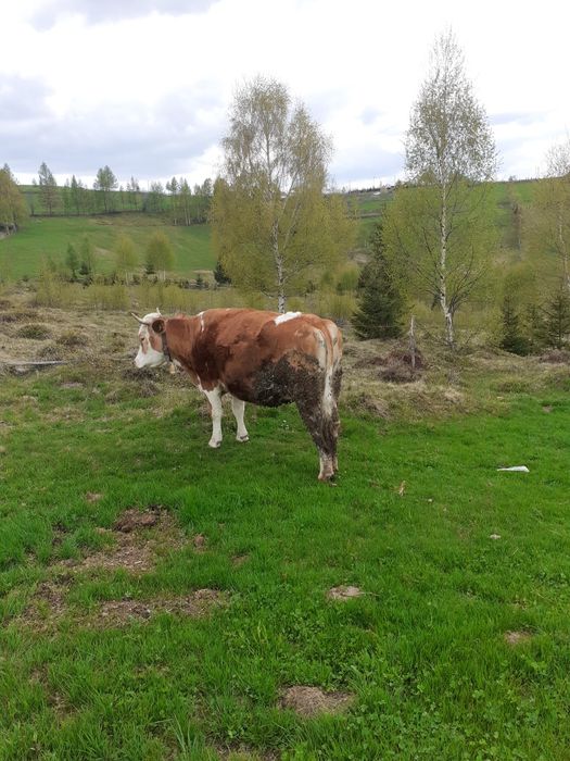 Vaca de vânzare de abator