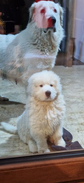 Donez Ciobănesc de Bucovina