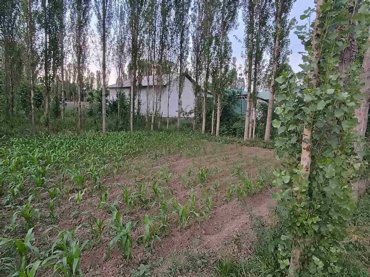 Uchaska sotiladi