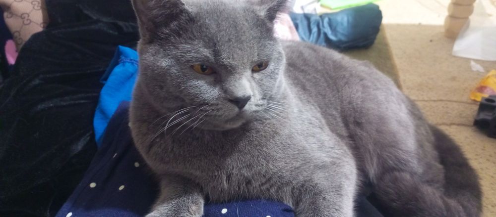 Вязка котов Машук эркаги заказга