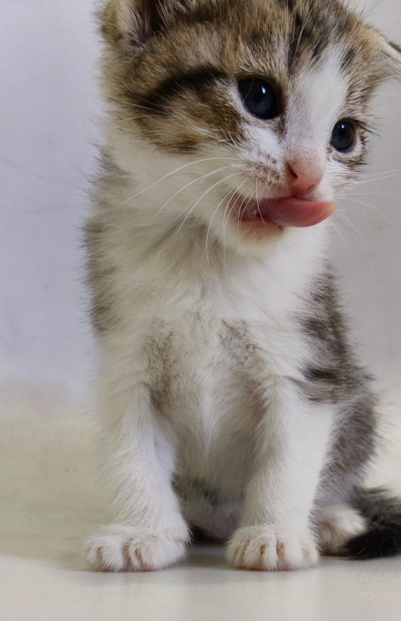 Britanski Shinshil/ Котенок Шиншилла