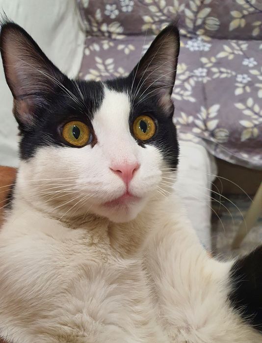 Бесплатная домашняя кошка