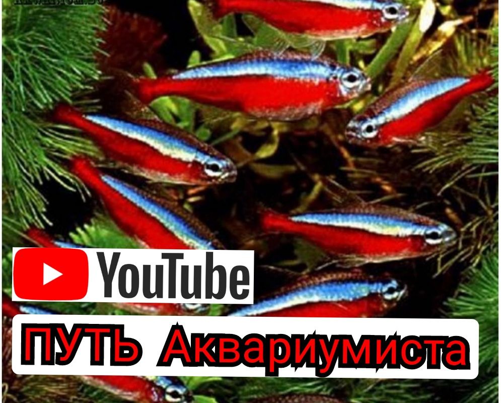 Красный Неон  и другие рыбки