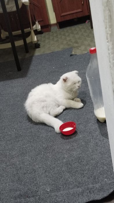 Продам Тедди кот . Ему годик пушистый хороший