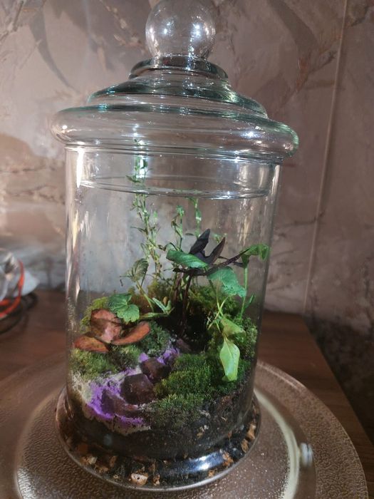 Продаю флорариум. Ваш собственный уголок природы у вас дома.