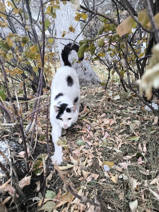 Ищу хозяев молодому котику до 1 года