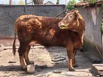Vand vaca cu vitel