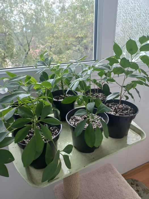 Шефлера ростки и 1 фикус Бенджамина