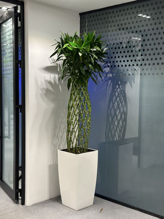 Растения для офиса хона гуллари