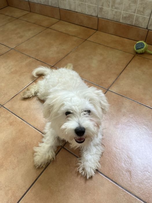 Catel bichon maltese