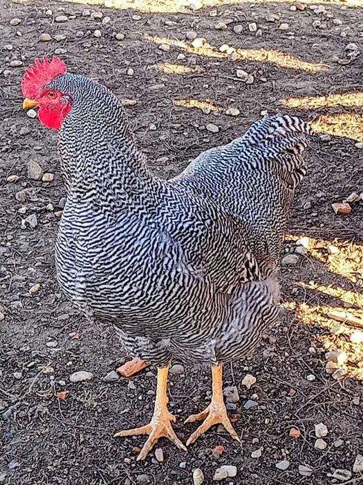 Vând cocosi Plymouth și Austrolop