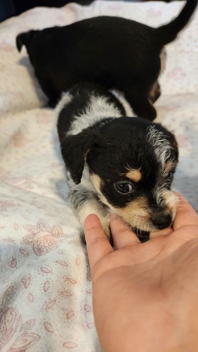 Donez pui cățel talie mica