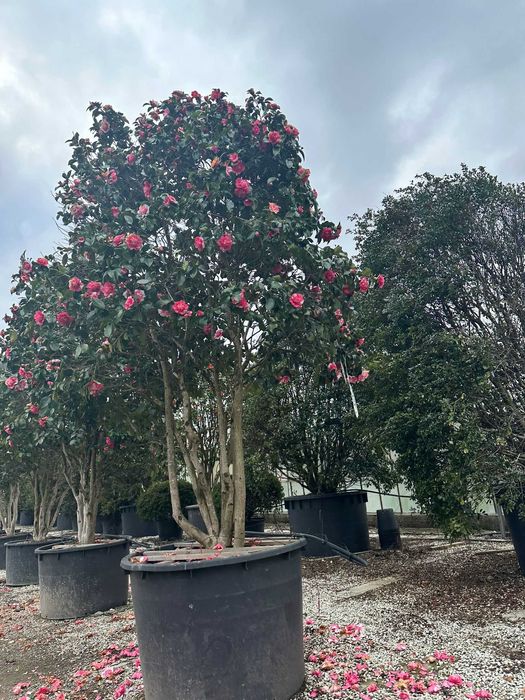 Plante sezon Primavara