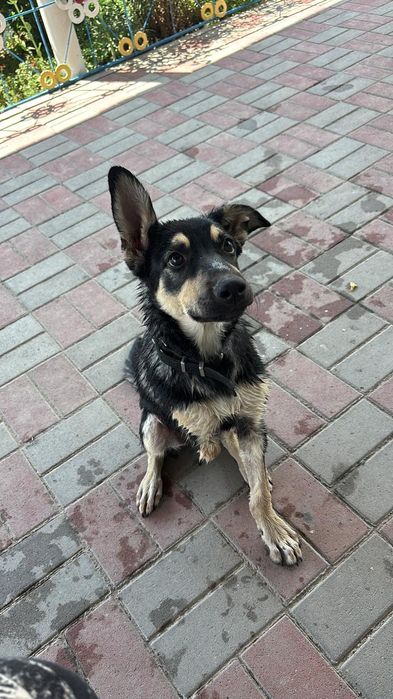 Отдадим собаку в добрые руки