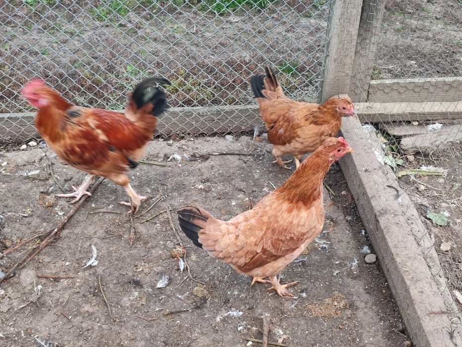 Puicuțe liliput (americane)