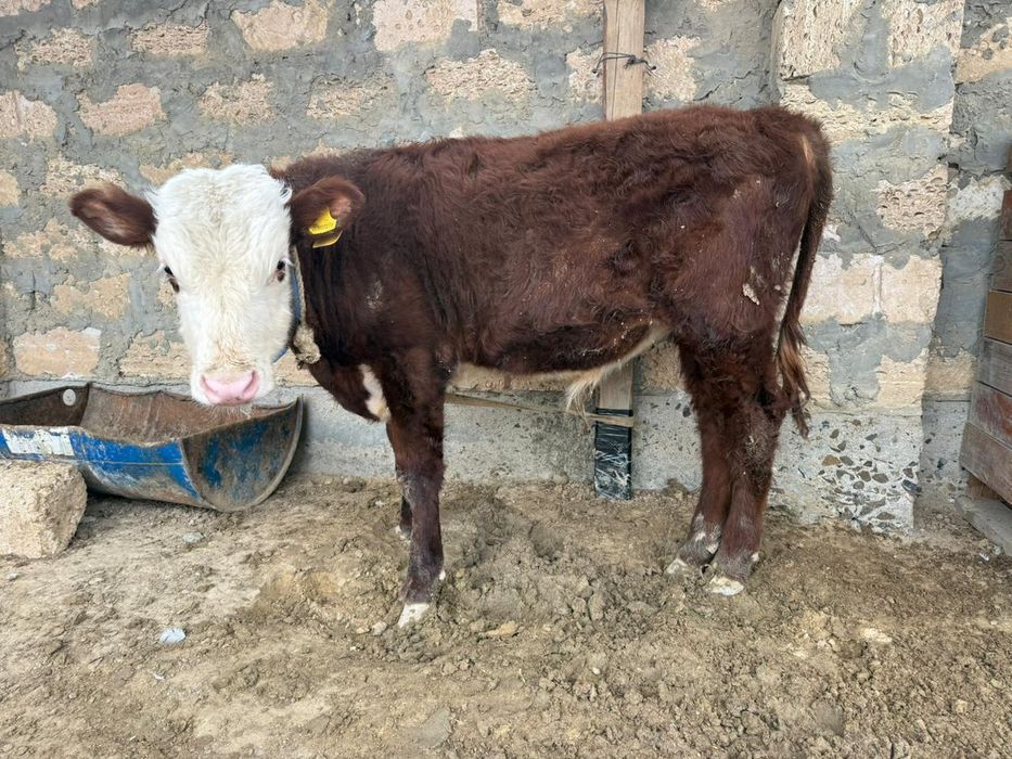 Еркек баспақ сатылады