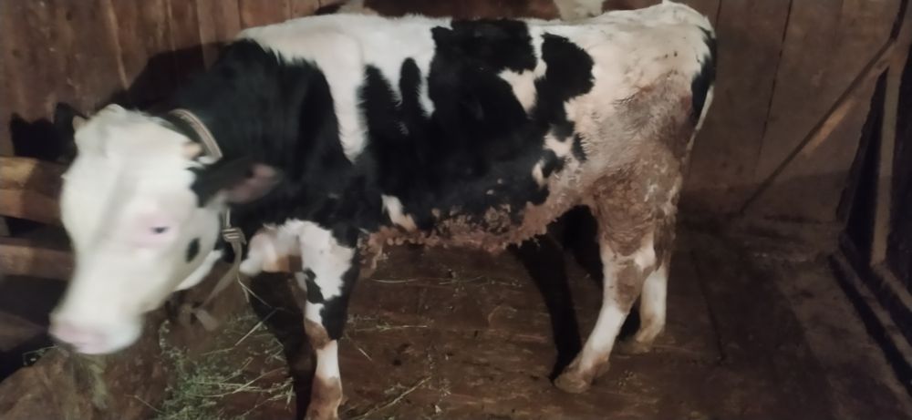 Буқа сатылады 1 жарым жасар